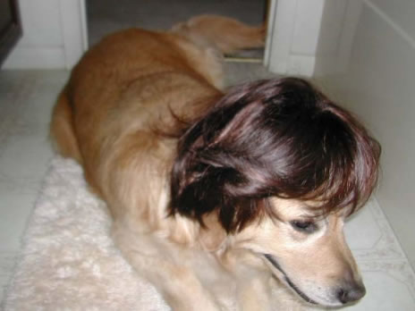 Dog With Wig
